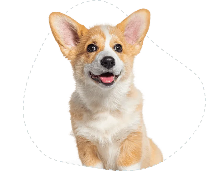 A happy corgi