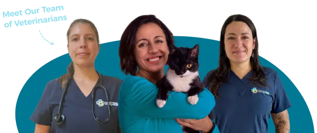 Three of the PangoVet veterinarians